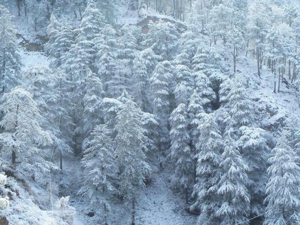 Calm Paradise 西姆拉 外观 照片